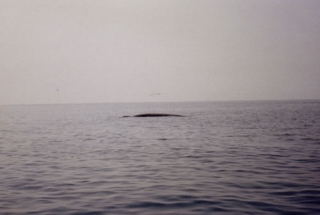  Avistamiento de ballenas 